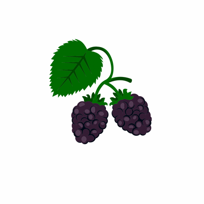 Blackberry Matcha